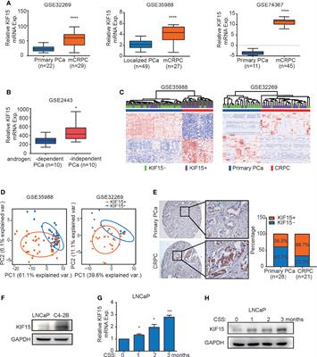 KIF15 Promotes Progression of Castration Resistant Prostate Cancer by Activating EGFR Signaling Pathway